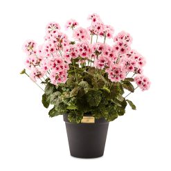 Alternative view of MACKENZIE-CHILDS Mackenzie-chilllds Geranium Urn Filler